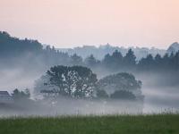 Bäume und Wald umgeben von morgendlichen Nebelschwaden